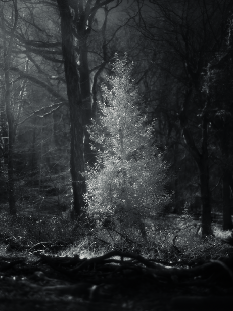 Monochromatic forest scene with a bright light burst emanating from a tree trunk in the center.