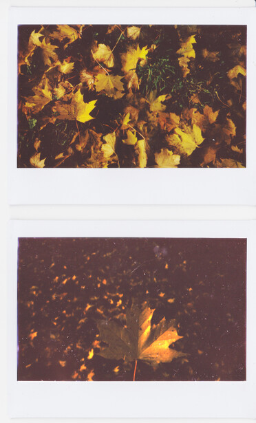 Polaroid-style photographs showing golden leaves scattered on dark brown ground.