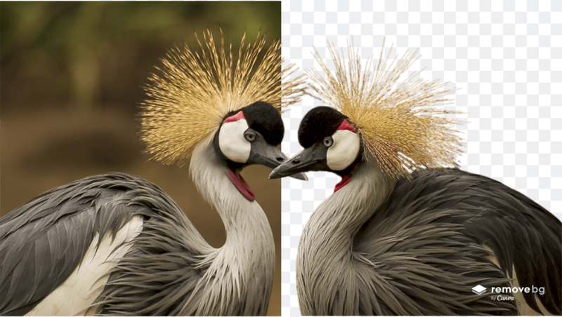 Two crowned cranes facing each other with distinctive golden crown feathers and white plumage on transparent background.