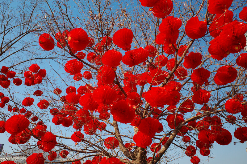 Bare tree branches laden with vibrant red spherical ornaments against clear blue sky.