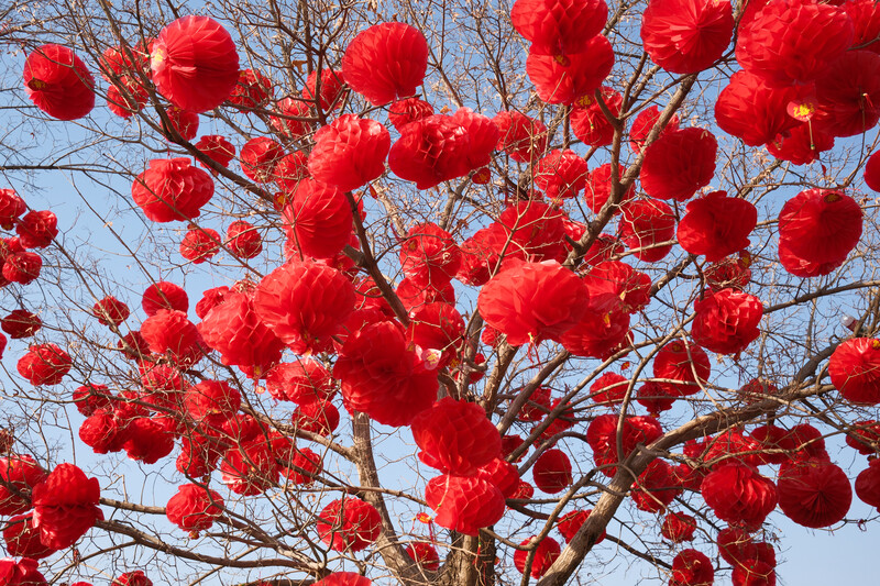 Bright red blossoms densely covering bare branches against a clear blue sky.