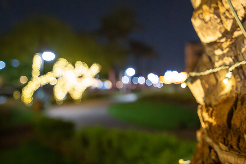 Tree trunk in sharp focus with bokeh city lights blurred in the background at dusk.