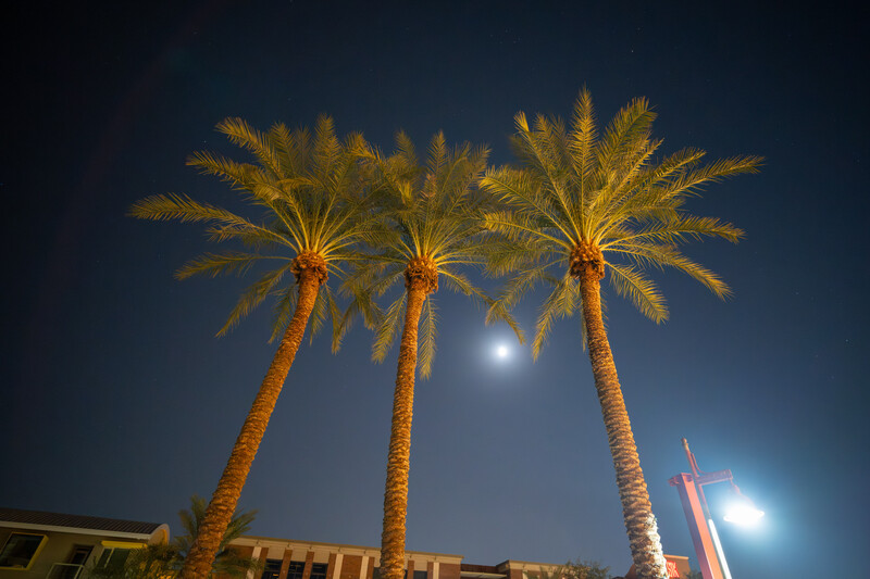 Three tall palm trees backlit against a twilight sky with visible moon and artificial lights.