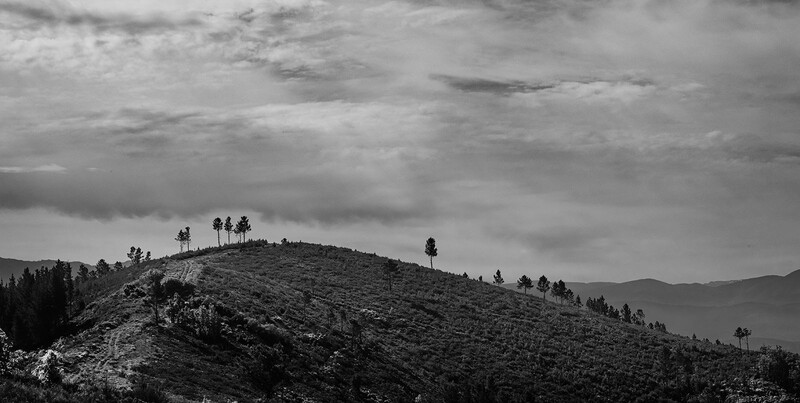 Hillside dotted with scattered trees beneath dramatic cloudy sky in black and white.