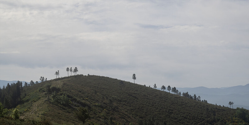 Forested hillside with scattered tall trees silhouetted against overcast sky and distant mountains.