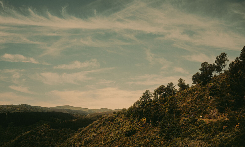 Forested hillside with scattered pine trees under a partly cloudy sky at golden hour.