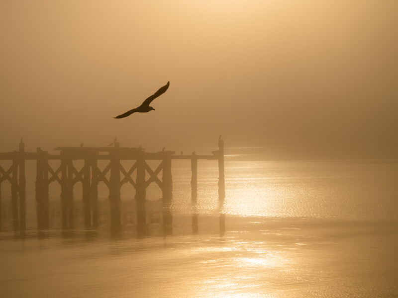 Bird in flight above a wooden pier shrouded in golden mist at sunrise or sunset.