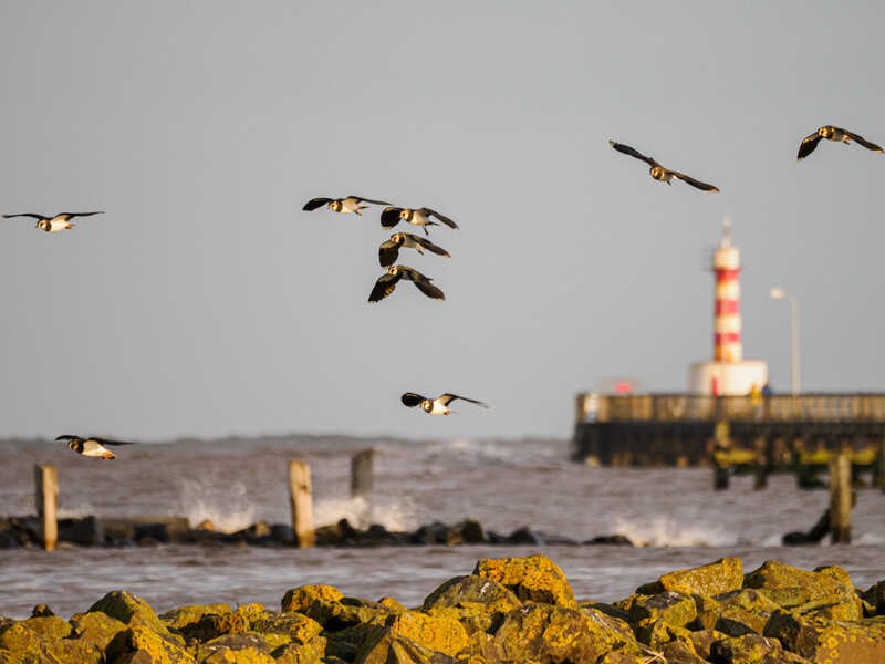 Flock of birds in flight over rocky shore with lighthouse and industrial structures in blurred background.