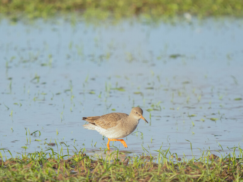 Shorebird wading in shallow water with sparse vegetation, captured in natural daylight.