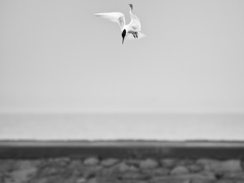 White tern diving against gray sky with rocky shoreline below in black and white.