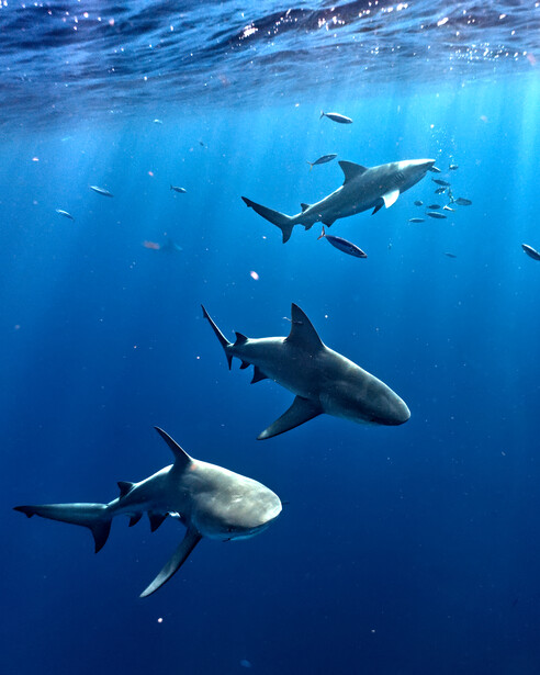 Three great white sharks swimming in clear blue ocean water with smaller fish visible in the background.