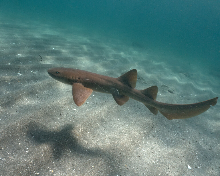 Nurse shark resting on sandy seafloor in shallow turquoise water.