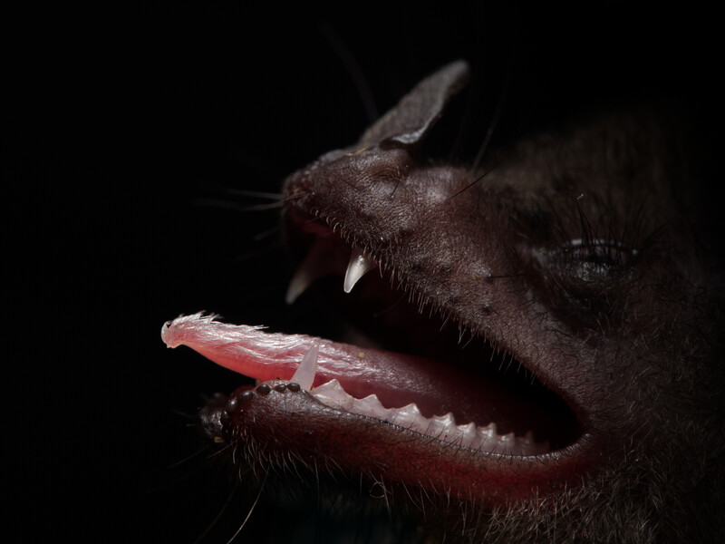 Deep-sea fangtooth fish photographed against black background, mouth wide open displaying prominent teeth and reddish interior.