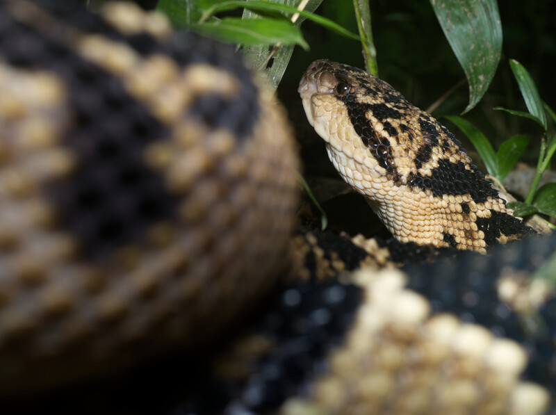 Patterned snake with black and cream markings resting on a branch among green foliage.