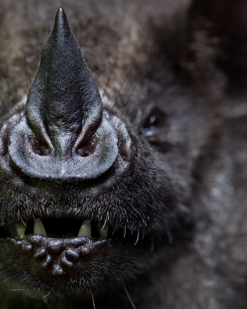 Close-up portrait of a bat with pointed ears and distinctive facial features showing teeth.
