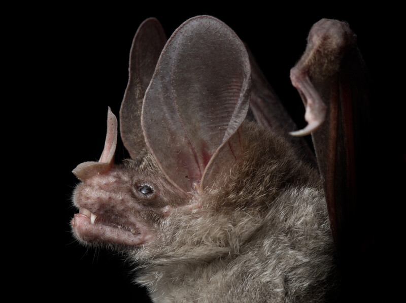 Close-up portrait of a bat with large translucent ears and facial features visible against a black background.