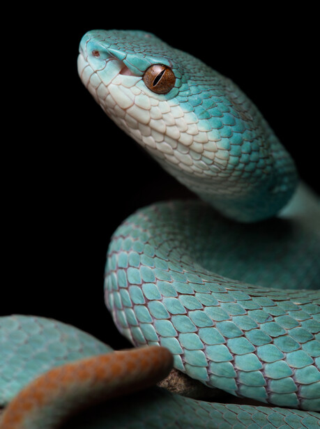 Turquoise pit viper coiled against black background, head raised with golden eye visible.
