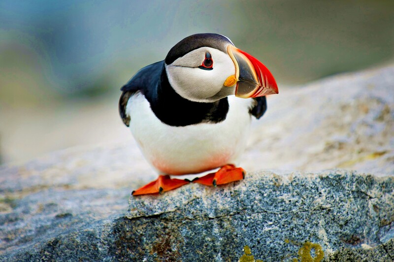 Puffin perched on gray rock with colorful beak and feet in sharp focus.