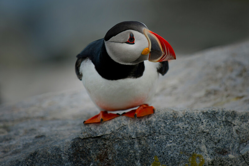 Puffin perched on a gray rock, facing the camera with colorful beak and orange feet visible.