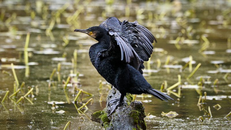 Black cormorant perched on moss-covered log with wings partially spread, shallow wetland in background.