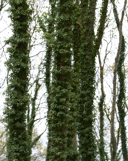 Tall tree trunks covered in dense green moss, with bare branches visible in soft overcast light.