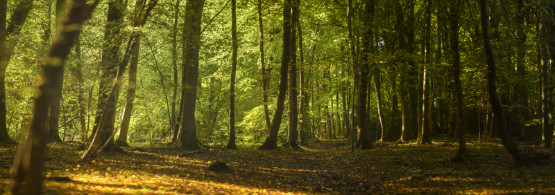 Dense forest with tall trees and dappled sunlight filtering through green canopy onto leaf-covered ground.