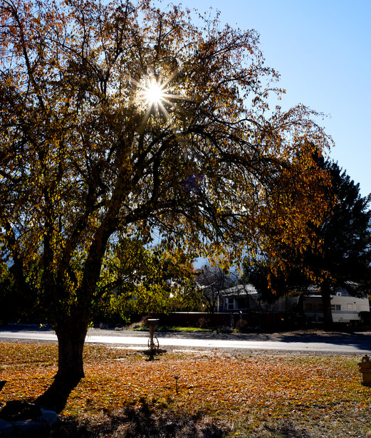 Sun shining through bare autumn tree branches in a park, casting long shadows on dry ground.