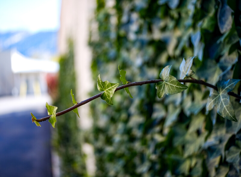 Young ivy leaves on a thin stem in sharp focus with blurred foliage and architecture in the background.