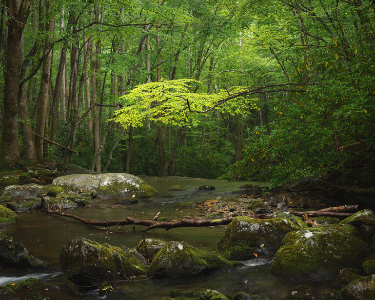 Spring green tree over a stream in the Great Smoky Mountains
