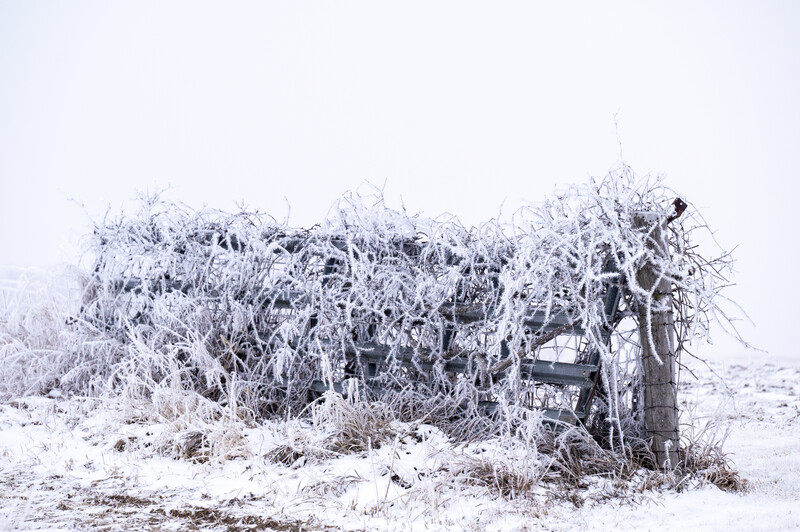 Frost-covered vegetation and wooden structure in a winter landscape under overcast sky.