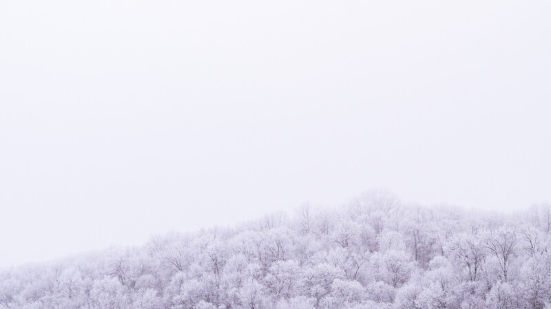 Snow-covered forest hillside fading into overcast white sky.