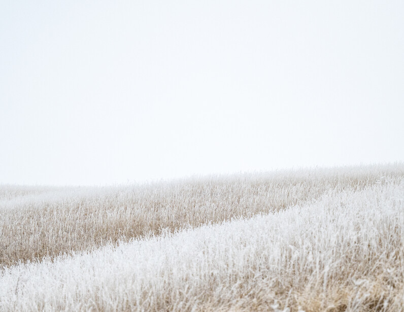 Snow-covered stubble field receding into heavy fog under overcast sky.