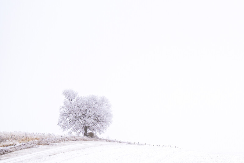 Frost-covered solitary tree in a snow-blanketed winter landscape with overcast sky.