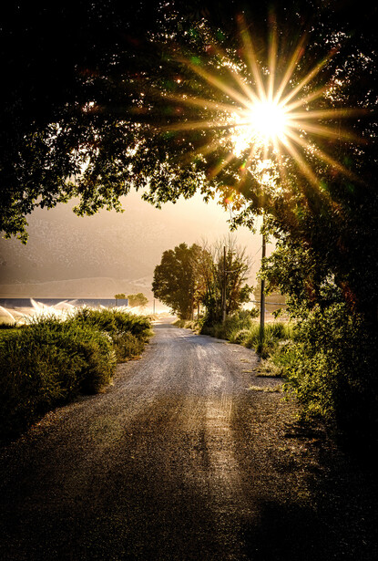 Sun flare bursting through tree canopy above a country road lined with vegetation.