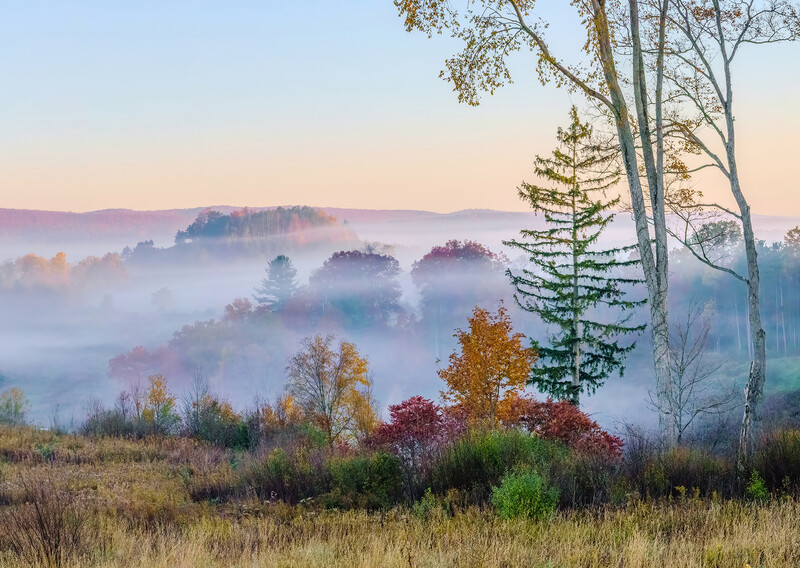 Misty valley landscape with layered autumn forest canopy and birch tree in foreground.