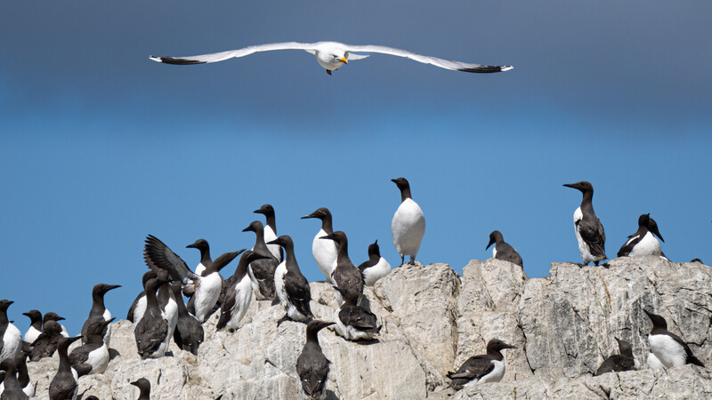 Large white seabird in flight above a rocky outcrop crowded with darker cormorants.