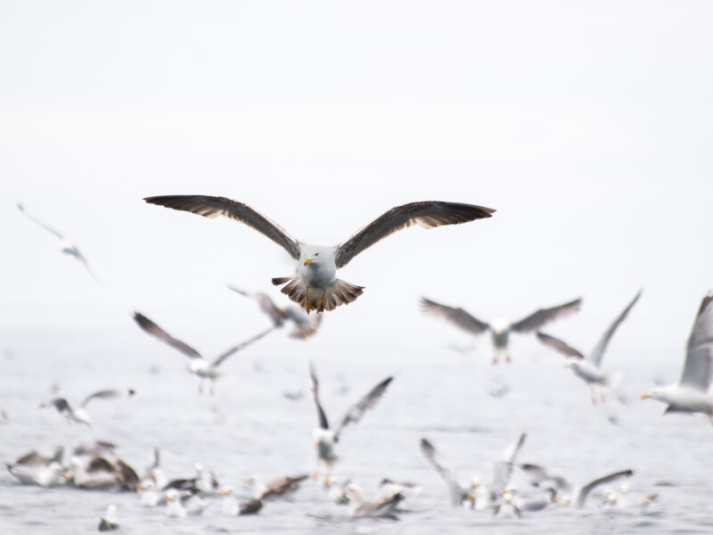 Bald eagle in flight with wings spread wide, surrounded by other birds taking off from water.
