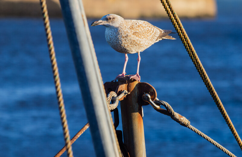 Seagull perched on a sailing boat's rigging against blue water.