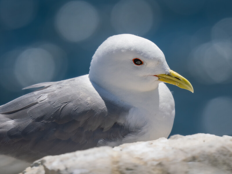 Close-up portrait of a white seagull with yellow beak and dark eye against blurred blue water background.