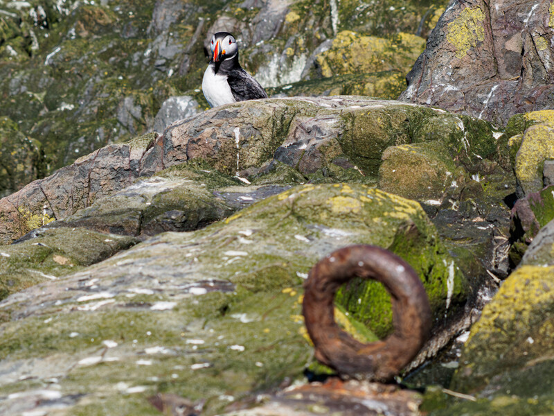 Puffin perched on moss-covered rocks with rusted metal ring in sharp foreground focus.