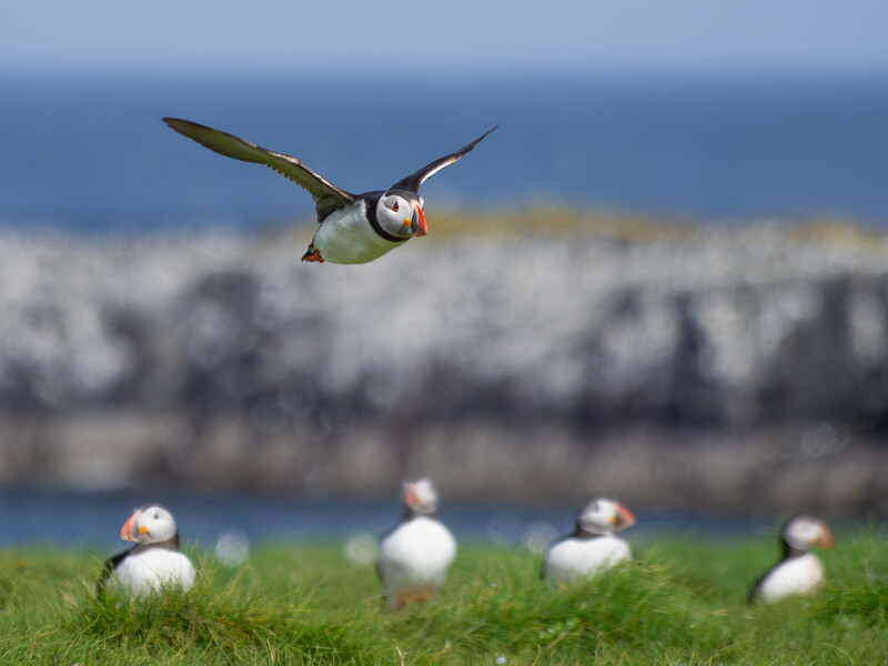 Puffin in flight above a group of birds on grass with blurred coastal landscape behind.