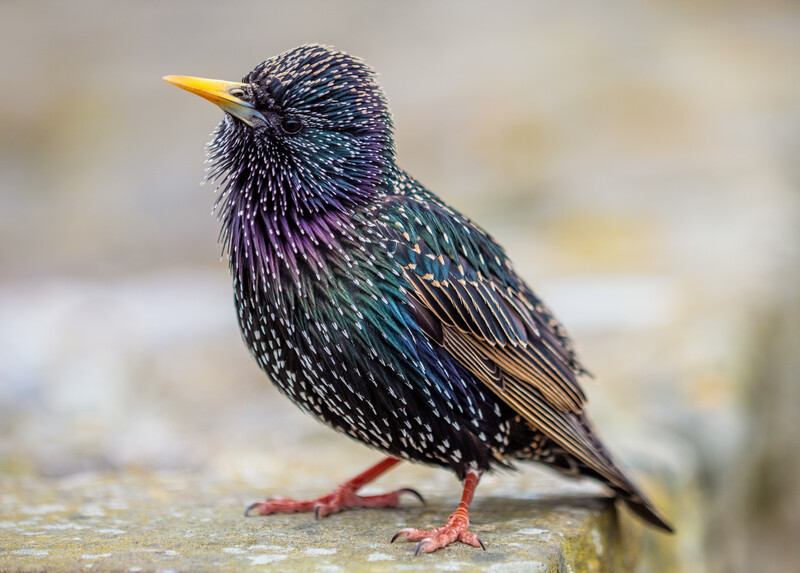 Starling perched on a lichen-covered surface, displaying iridescent plumage in shades of blue, purple, and black.