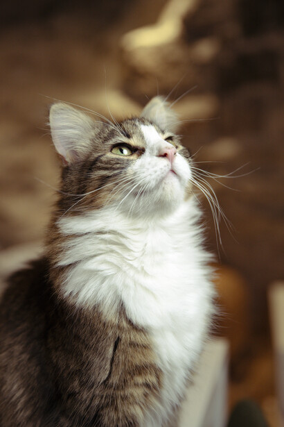 Gray and white tabby cat looking upward with alert expression and relaxed posture.