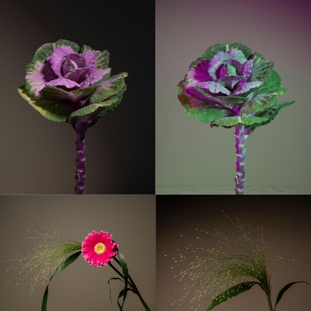 Four studio shots of flowers with colored lighting against gradient backgrounds.