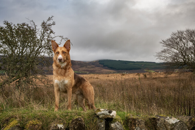 Brown and tan German Shepherd standing alert on mossy stone in open moorland.