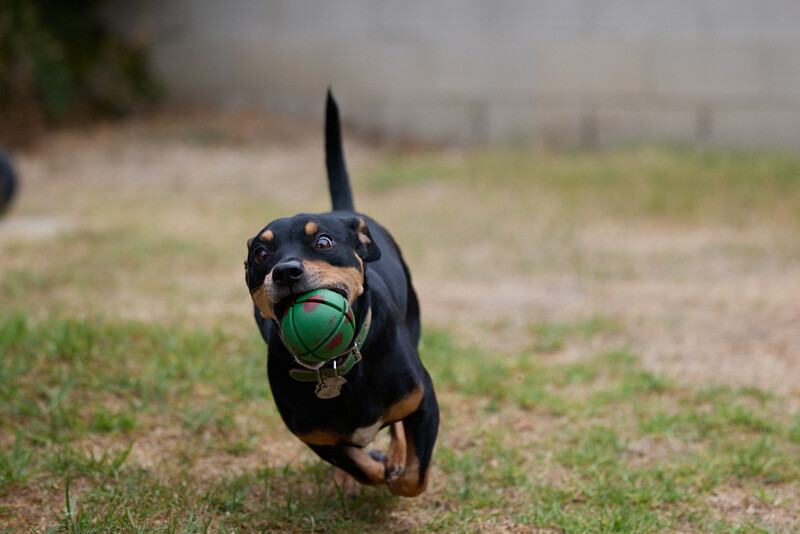 Black and tan dog running toward camera with green ball in mouth.