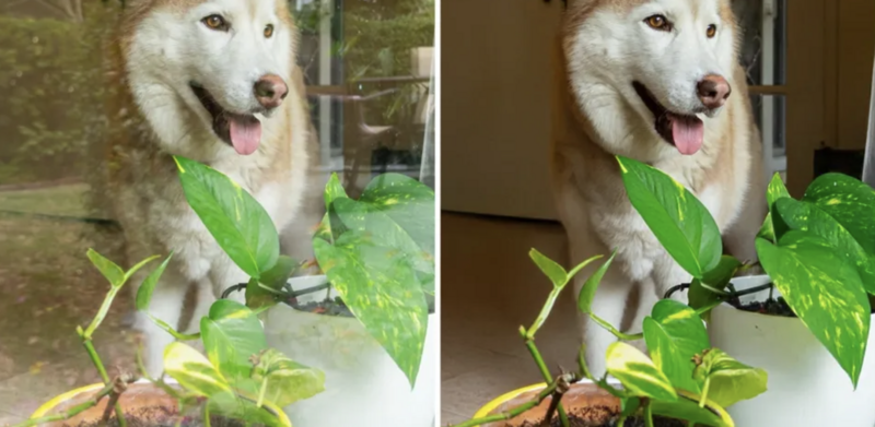 Before and after comparison of a golden-tan dog with a potted plant, showing different lighting conditions.