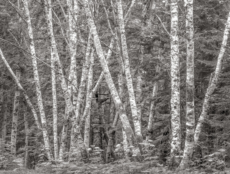Alder Forest, Tongass National Forest