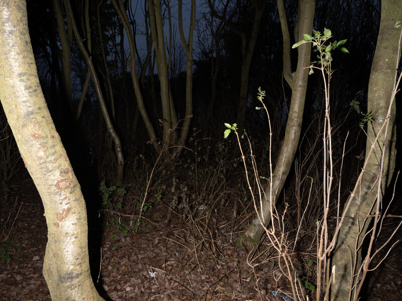 Dark forest floor with pale tree trunks and sparse green seedlings emerging from brown leaf litter.