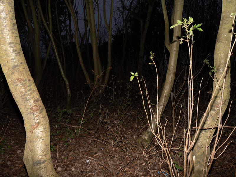 Young seedlings with fresh green leaves growing among tree trunks in dark forest understory.
